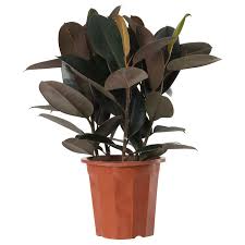 Ikea Ficus Elastica Potted Plant Rubber Plant Potted Plants Outdoor Ikea Plants Ficus Elastica