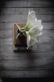 I have to name it perfectly. White Lily Flowers In Vase On Book Pile On Wooden Background Decorative Lilies Stock Photo 189601692