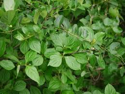 Image result for Gymnosporia pubescens