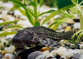 Dip into beer batter, and fry until crisp and golden brown. Invasive Devil Fish Plague Mexico S Waters Can T Beat Em Eat Em The Salt Npr
