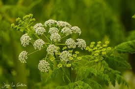 Image result for Conium