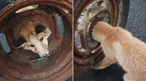Baby Fox Rescued By Firefighters After Getting Its Head Stuck In A Wheel Boston News Weather Sports Whdh 7news
