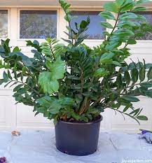 Propagating A Zz Plant By Division Getting 3 Plants From 1 Plants Large Plants Zz Plant