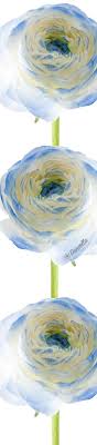 Red is the perfect colour to represent true love and passion. Marshmallow Ranunculus Blue In 2020 Flowers Wholesale Florist Peace And Love