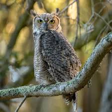 Image result for Bubo
