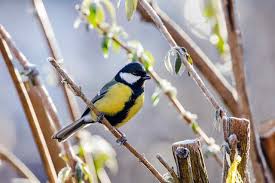 In bayerns gärten haben sich im januar bei einer zählung weniger vögel getummelt als noch im jahr zuvor. Birdlife Osterreich Hochrechnung Stunde Der Wintervogel 2020 Tulln