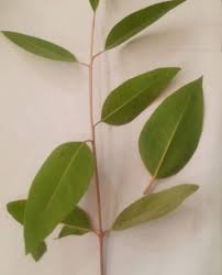 Image result for Eucalyptus camaldulensis