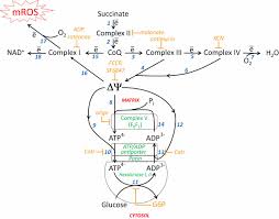 We did not find results for: Mild Depolarization Of The Inner Mitochondrial Membrane Is A Crucial Component Of An Anti Aging Program Pnas