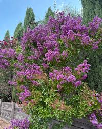 Image result for Cadaba glaberrima