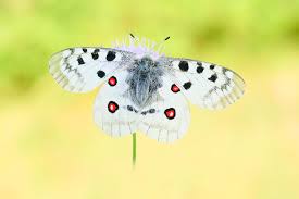 Image result for Parnassius apollo