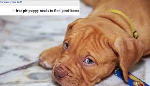 Why Giving Pets Away On Craigslist Is A Terrible Idea Puppies Pit Puppies Animals