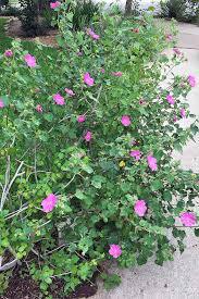 Sun & shade border perennials, hydrangea, lavender, roses & much more. The 9 Best Full Sun Flowering Perennials For Zones 7 11 Gardener S Path