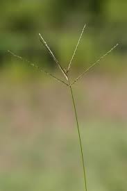 Image result for Digitaria diagonalis