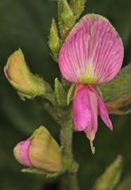 Image result for Galactia striata