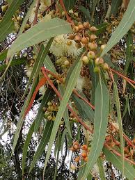 Image result for Eucalyptus paniculata