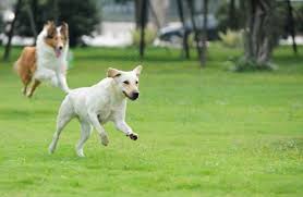 We did not find results for: Area Di Sgambamento Cani Nel Condominio