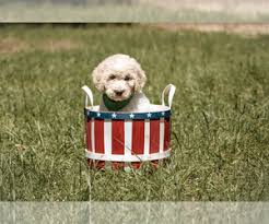 Bailey mountain doodles specializes in goldendoodle and bernedoodle puppies that make great companion and family dogs. Iurgta0njzbizm