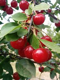 Why your fruit tree is oozing sap and how to stop it. Crimson Passion Cherry Tree Kiwi Nurseries Ltd
