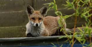 It is the flagship property of the fox corporation, and. Br8knrhgvzfmcm