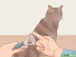 Read on to find out how to keep your kitty's eyes, ears, teeth, skin and fur healthy and clean. How To Shave A Matted Cat 15 Steps With Pictures Wikihow Pet