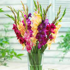 We did not find results for: Mardi Gras Gladiolus Bulb Mix High Country Gardens