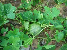 Planting zucchini and yellow squash plant summer squash in the spring after the danger of frost has passed. Tatume The Squash Of Many Names Hortupdate June 2010 Aggie Horticulture