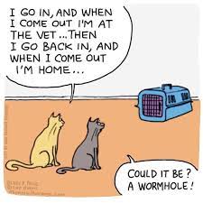 Cat Wormhole Cat Jokes Funny Animal Memes Funny Animal Pictures