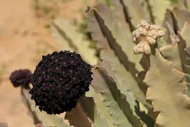 Image result for Tridentea marientalensis