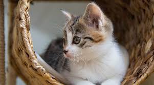 Laser pointers can be really awesome toys for cats, but they do carry some hidden dangers that you may have never come across before. Are Laser Pointers Bad For Cats Sky Tech Lasers