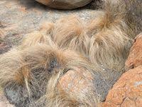 Image result for Coleochloa