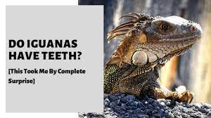 Pin On Iguana Care Guides