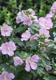 Pollypetite Rose Of Sharon Hibiscus Sp Rose Of Sharon Hibiscus Purple Plants