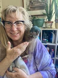 Pets: Lost and Found