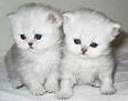 Pedigree Kitten For Sale - Kittens - Pedigree Cat World