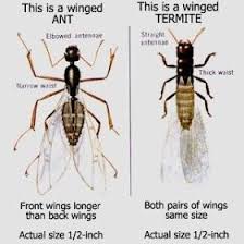 Florida Warmth And Water Florida Bugs In 2020 Termites Termite Control Types Of Termites