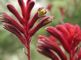 It blooms all summer long, even during the hottest weather, with large clusters of starry blooms that attract butterflies by the dozens as well as hummingbirds. 14 Red Flowers For Gardens From Coast To Coast