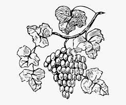 44) stone border garden edging ideas. Food Wine Grapes Outline Drawing Tree Border Grape Vine Clipart Black And White Hd Png Download Transparent Png Image Pngitem