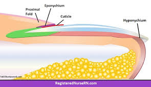 Image result for paronychium