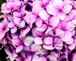 Secret Life Of Hydrangeas Hortensia Hydrangea Flowers Secret Life