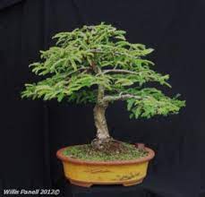Tamarind Bonsai Trees Bonsai Mary