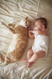 2,723 likes · 649 talking about this · 43 were here. Baby Und Katze Was Muss Ich Beachten News At