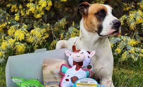 95 ($69.95/count) get it as soon as tue, jul 13. What S The Deal With Subscription Dog Boxes Off The Leash