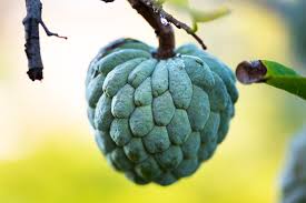 Image result for Annona squamosa