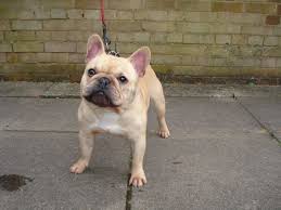 A little over 7 lbs do not miss out on the beautiful puppy. Cream Colour French Bulldog For Sale London East London Pets4homes