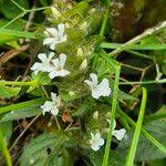 Image result for Phaulopsis imbricata