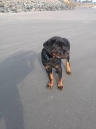 Check spelling or type a new query. Rottweiler Puppies Pets And Animals For Sale Medford Or