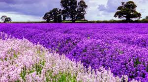 Isparta lavanta köyü denince akla hemen kuyucak gelir. Isparta Lavanta Tarlalari Ve Sagalassos Salda Turu 2 Gece 3 Gun