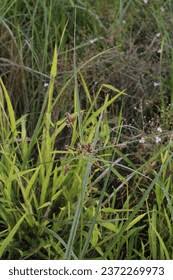 Image result for Bolboschoenus glaucus