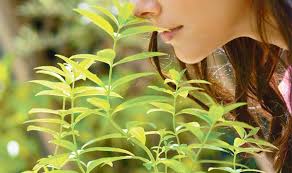A) las hojas se usan en infusion al 1% en gastralgias. 7 Efectos Secundarios De Algunas Plantas Medicinales Fitoterapia