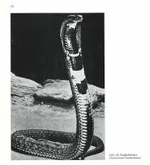Für den begriff ringhalskobra findest du hier im kreuzworträtsel lexikon 6 passende fragen. Oberosterreichisches Landesmuseum I 42 Pdf Free Download